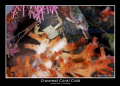   Crowned Coral crab  